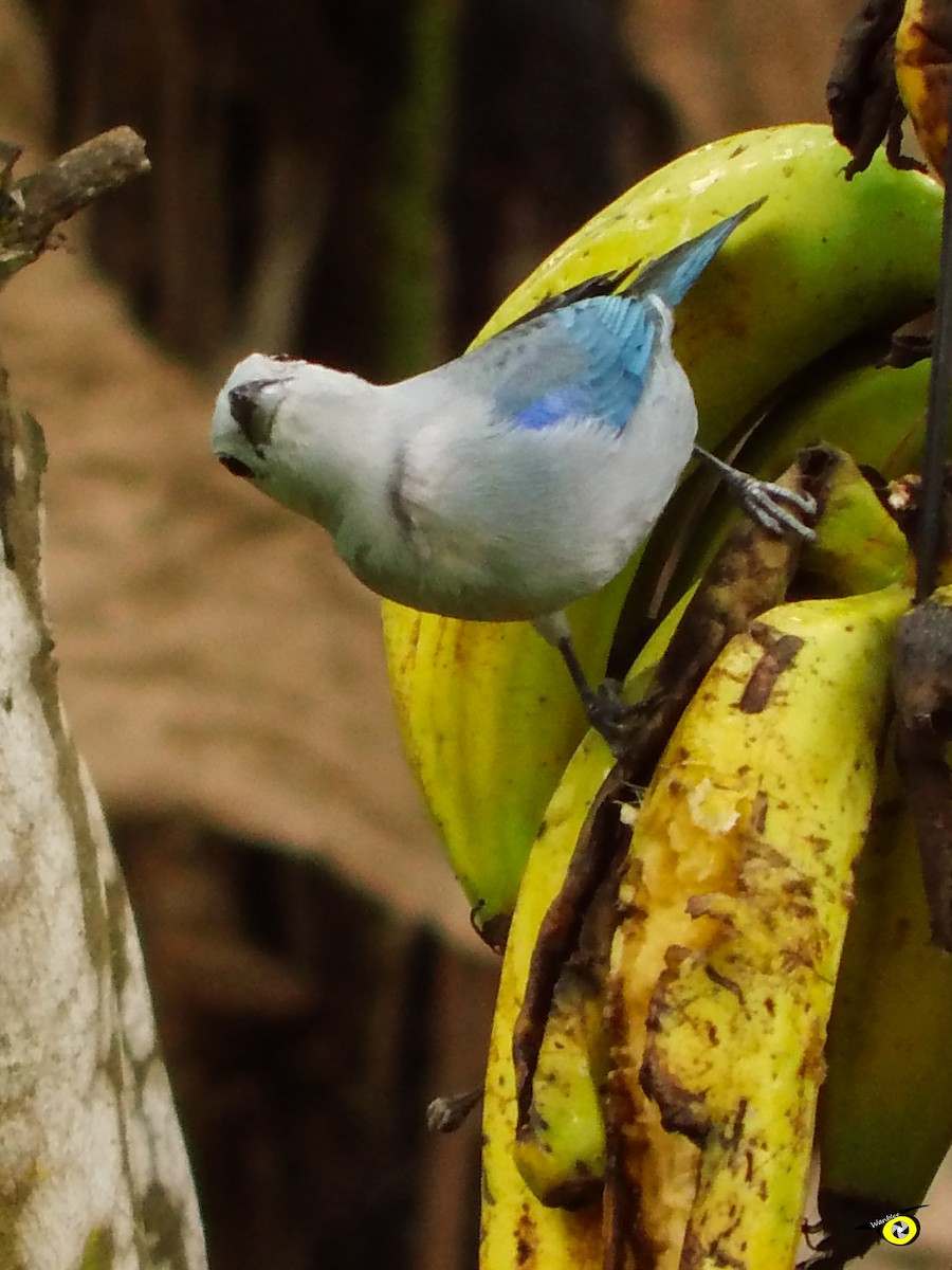 Blue-gray Tanager - ML618696103
