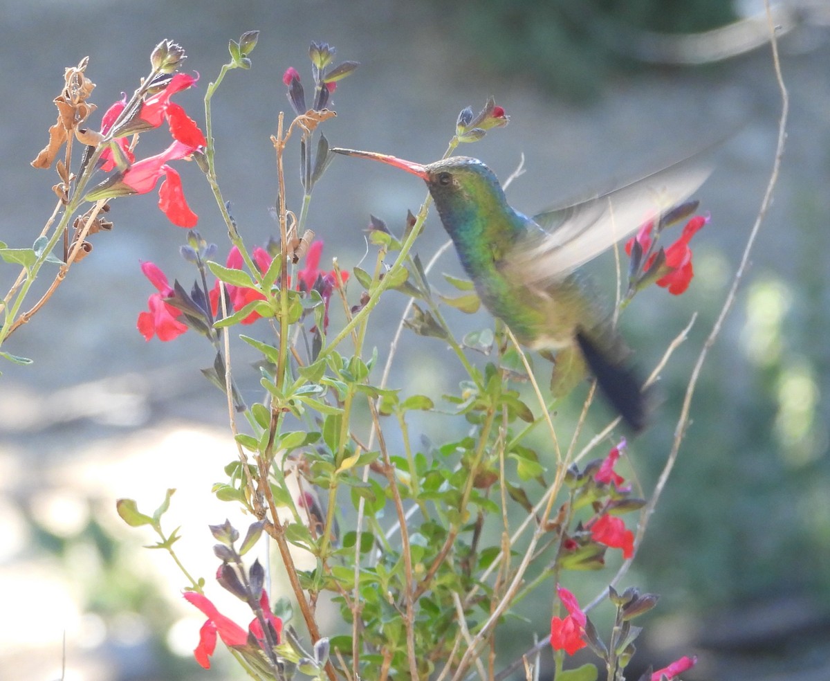 kolibřík širokozobý - ML618696147