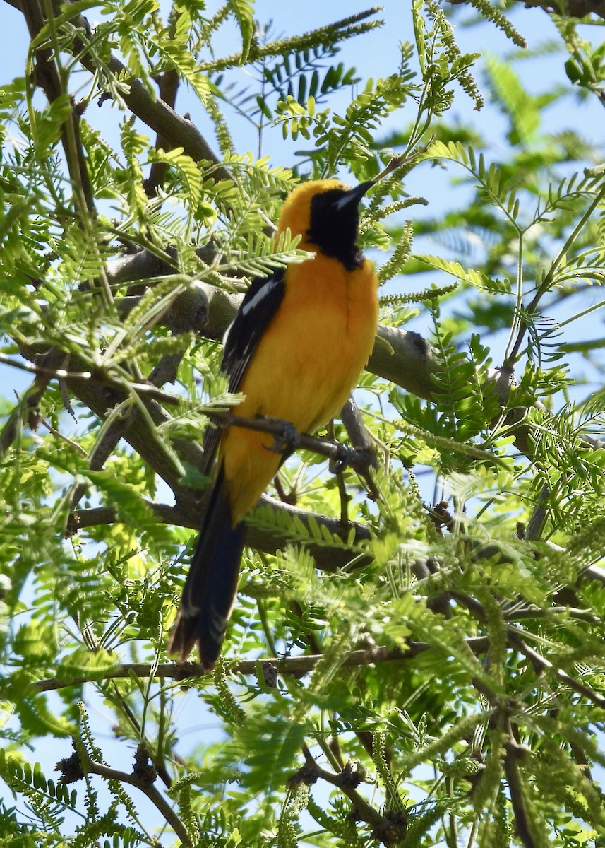 Hooded Oriole - Kimberly Beck