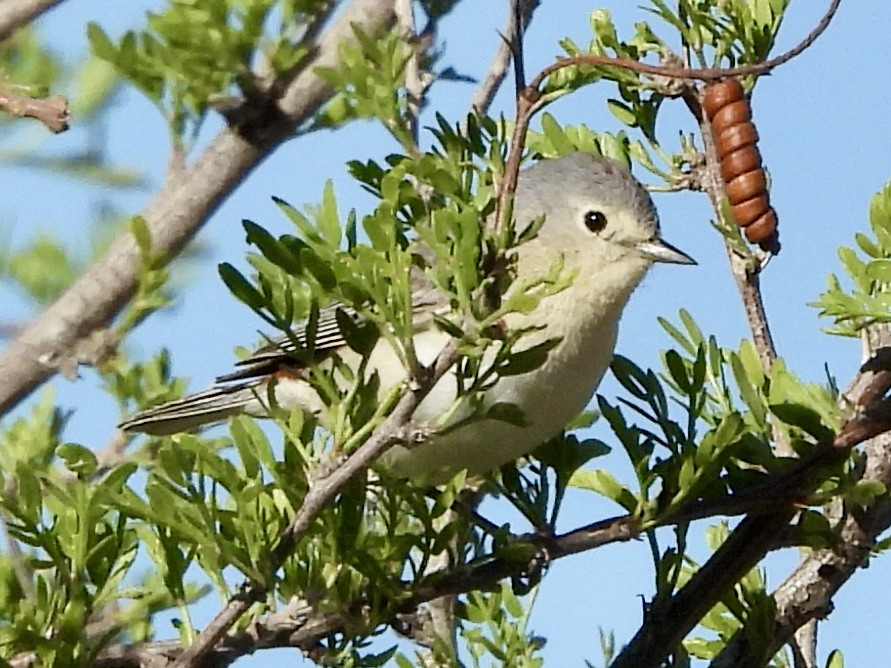 Lucy's Warbler - ML618696197