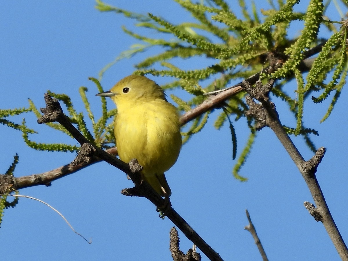 Yellow Warbler - Kimberly Beck