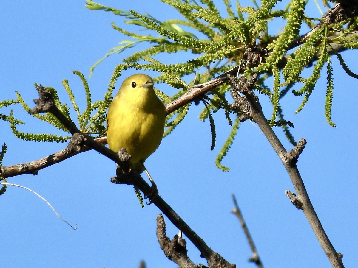 Yellow Warbler - Kimberly Beck
