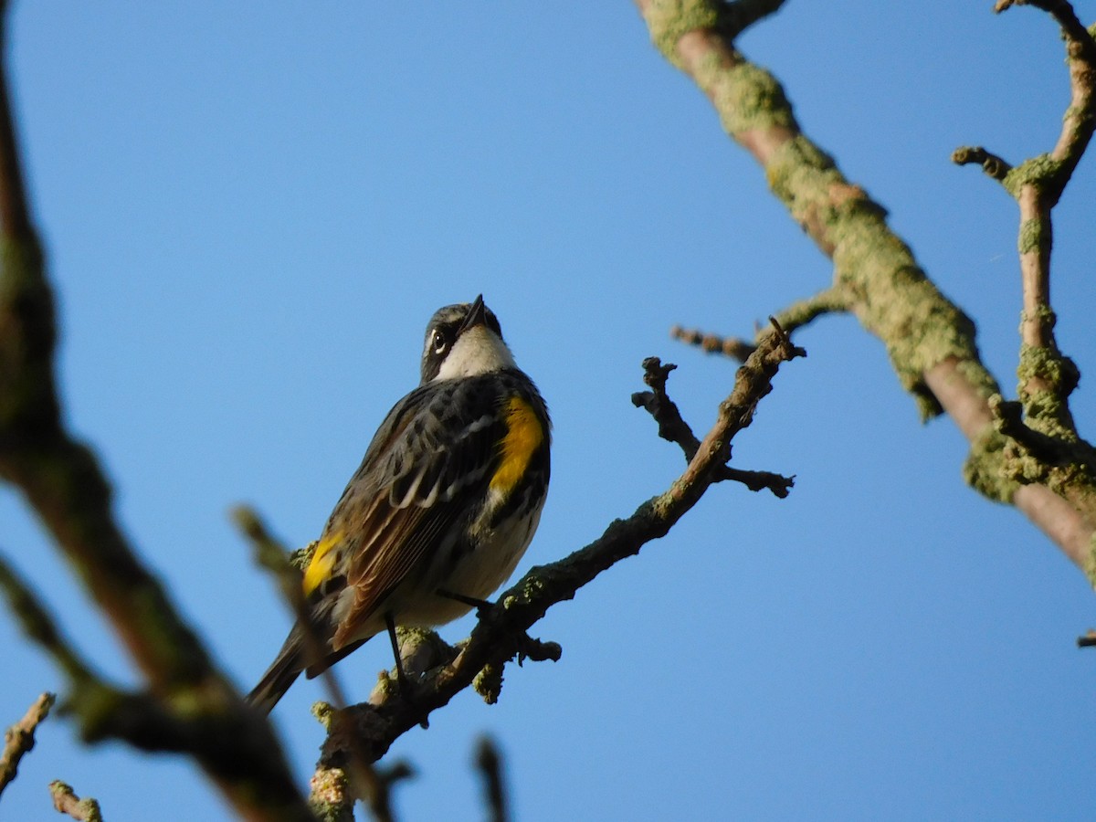 Yellow-rumped Warbler (Myrtle) - ML618696234