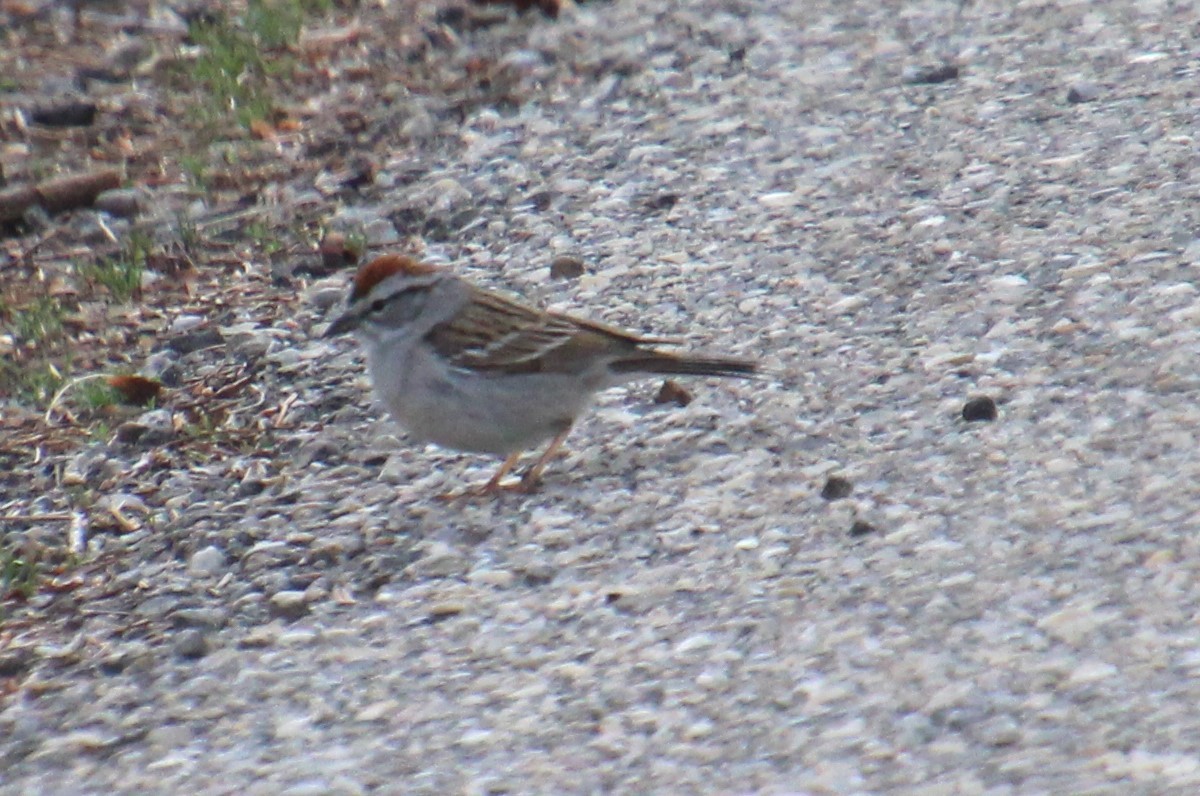 Chipping Sparrow - ML618696240