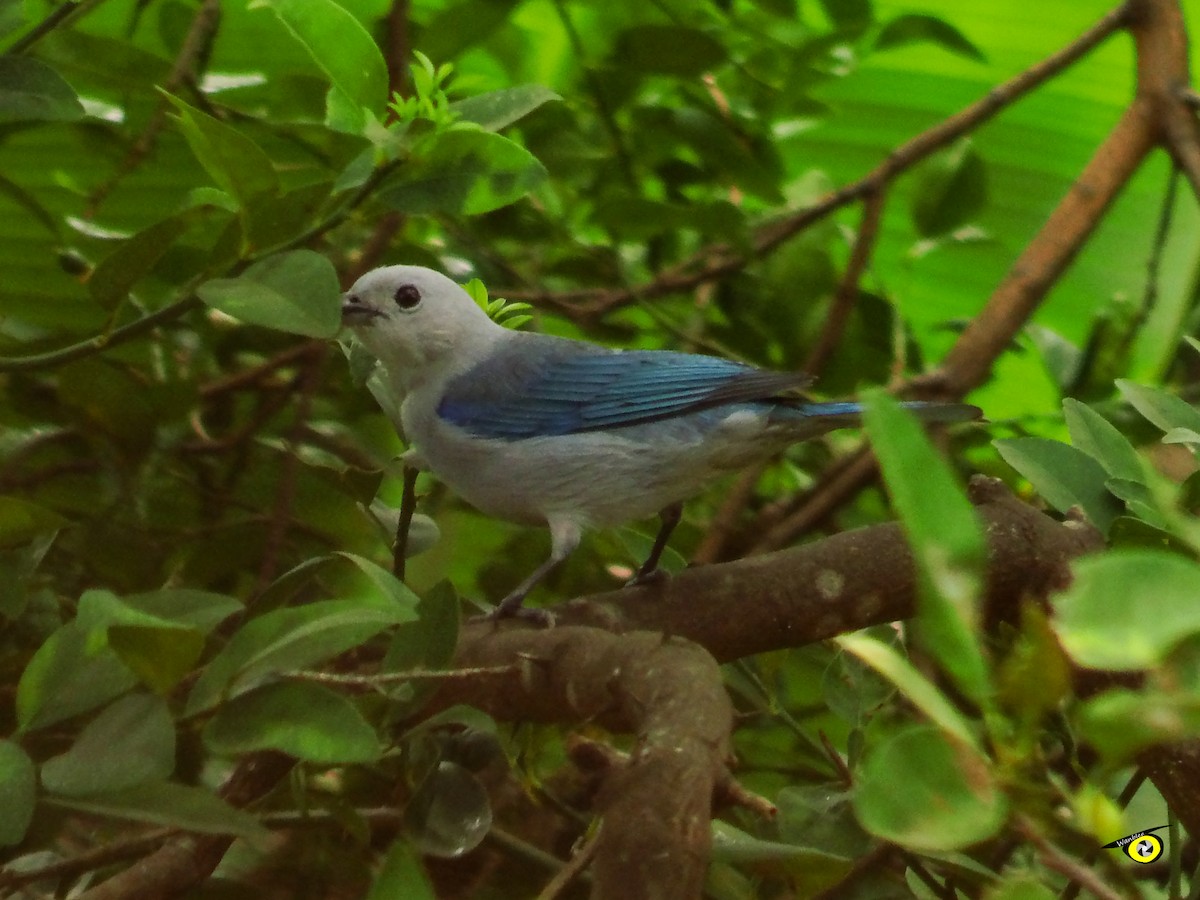 Blue-gray Tanager - ML618696243