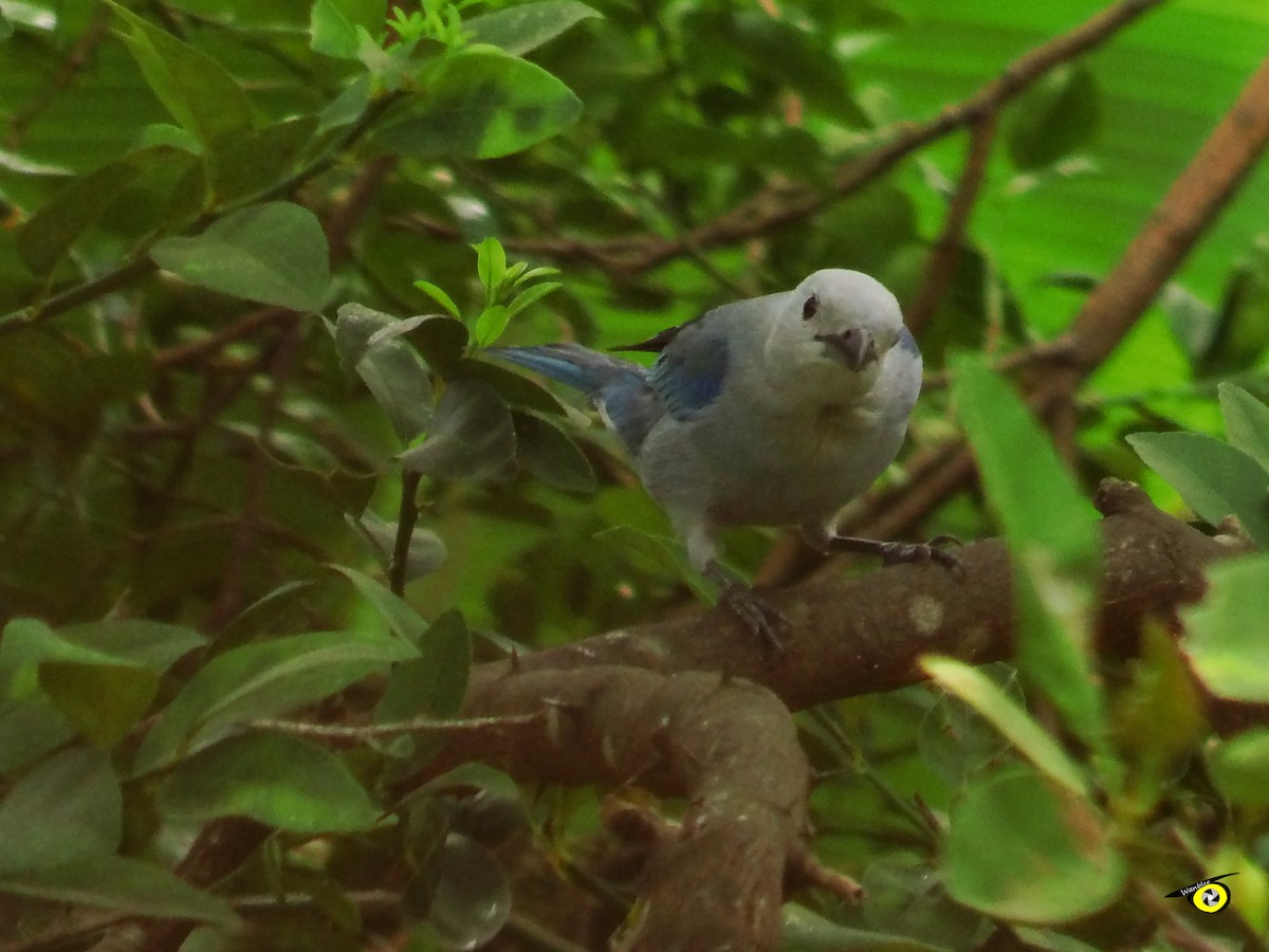 Blue-gray Tanager - ML618696244
