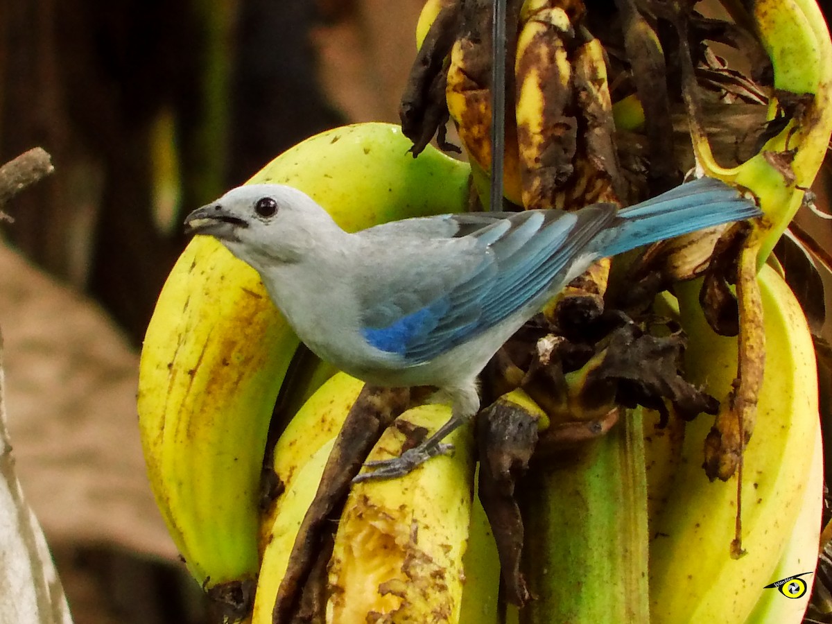 Blue-gray Tanager - ML618696247