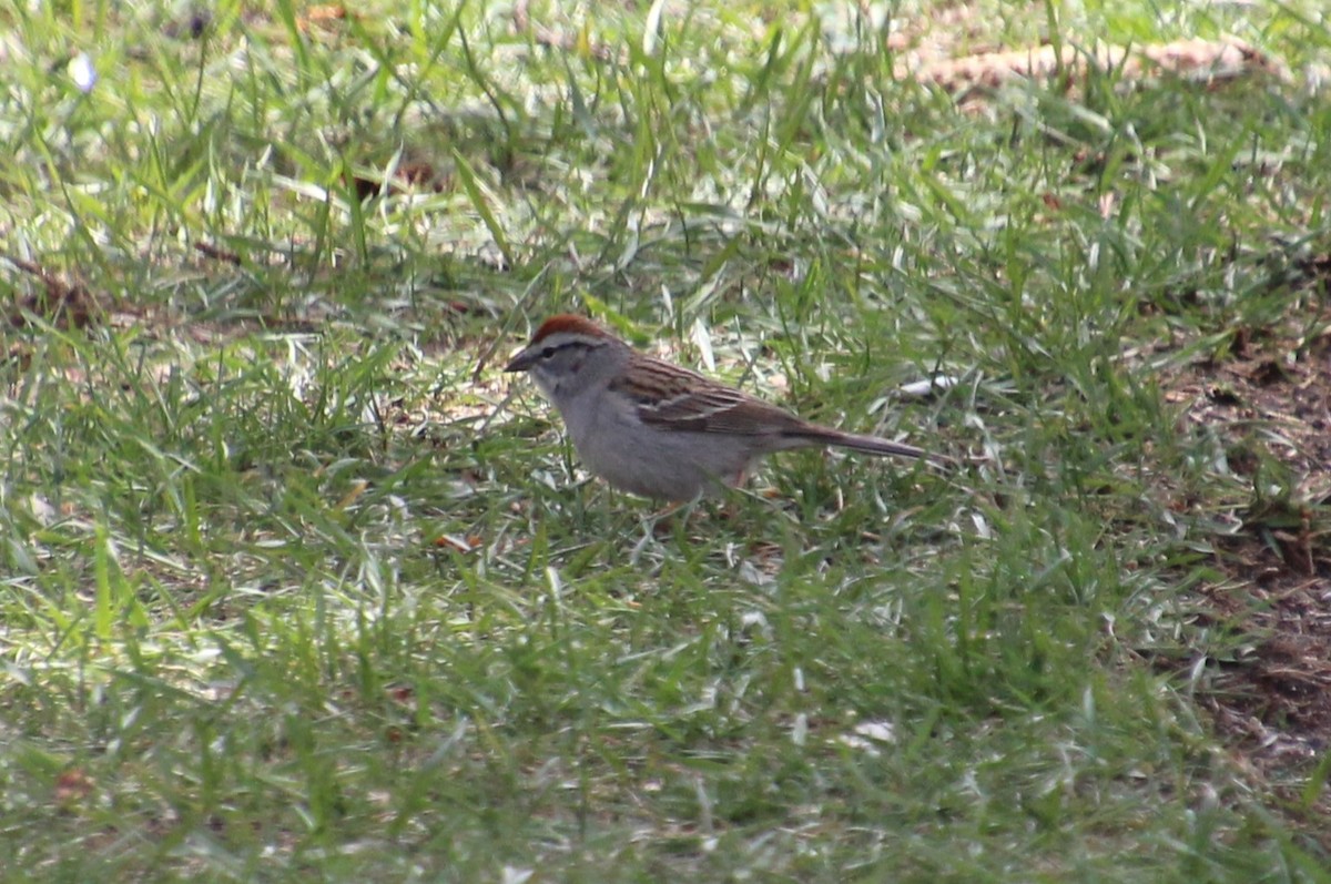 Chipping Sparrow - ML618696254