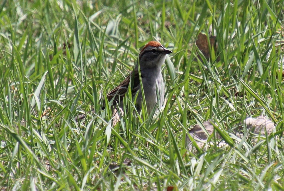 Chipping Sparrow - ML618696284