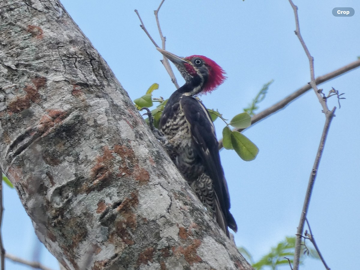 Lineated Woodpecker (Lineated) - ML618696307