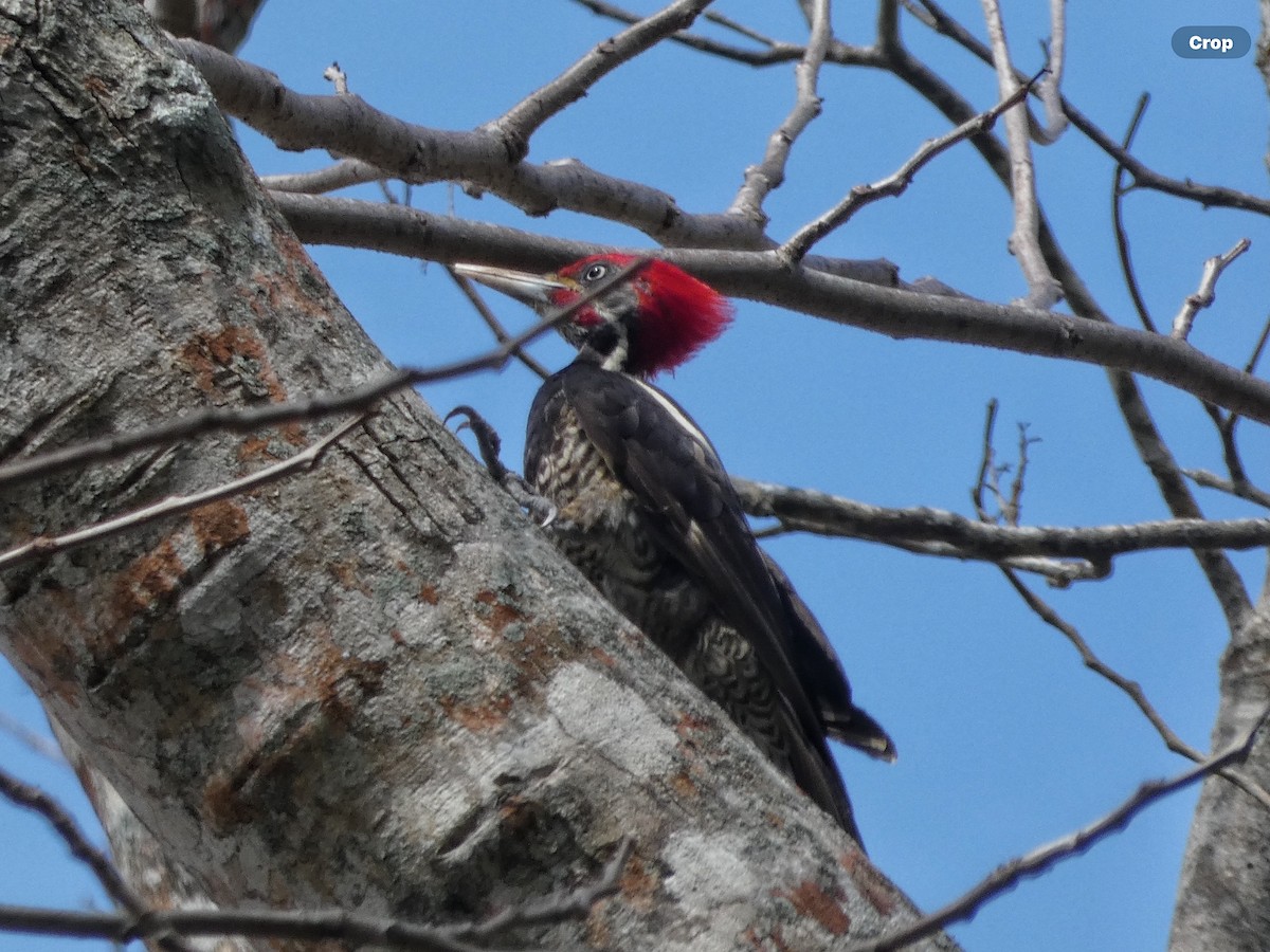 Lineated Woodpecker (Lineated) - ML618696308