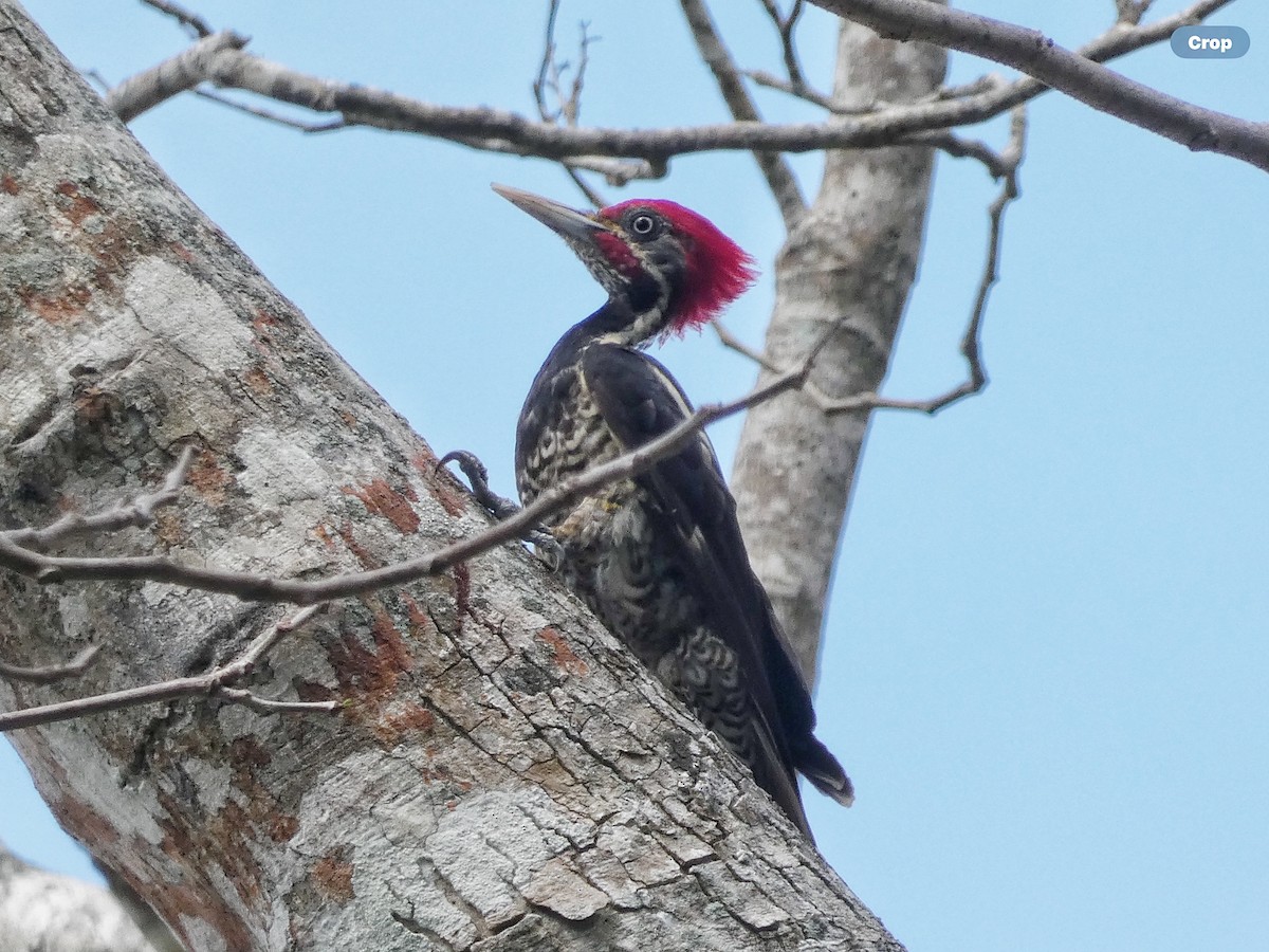 Lineated Woodpecker (Lineated) - ML618696309