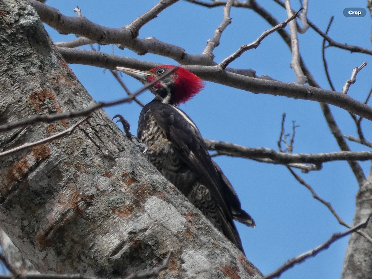 Lineated Woodpecker (Lineated) - ML618696310
