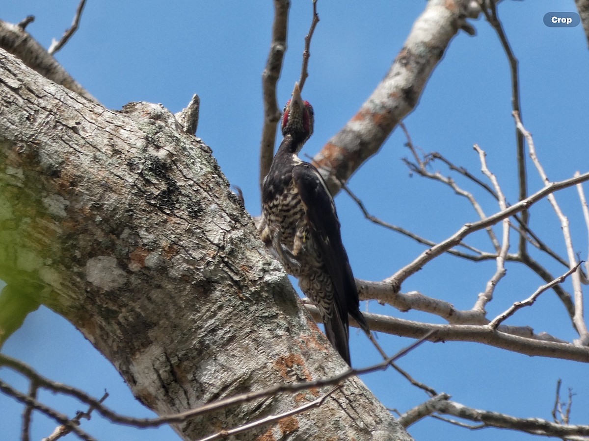 Lineated Woodpecker (Lineated) - ML618696311