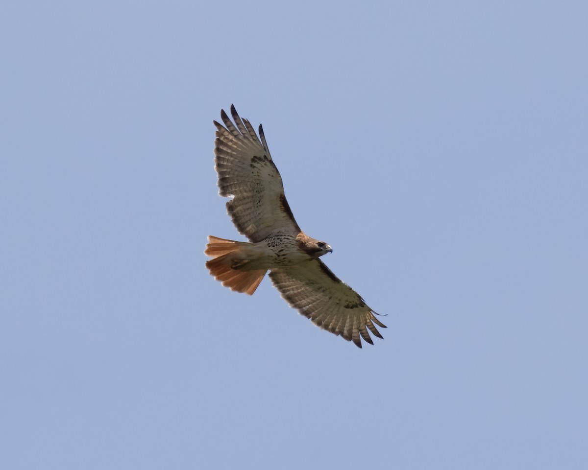 Red-tailed Hawk - ML618696320