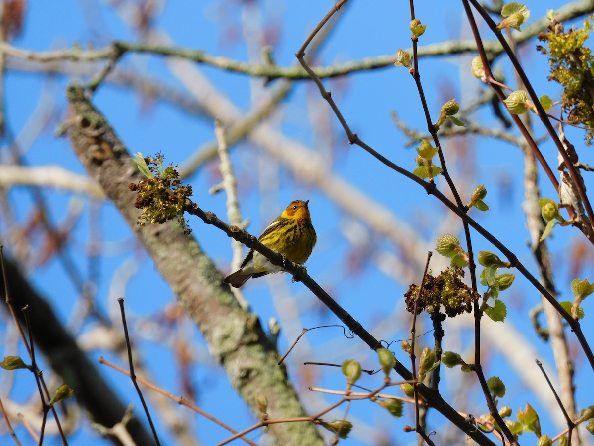 Cape May Warbler - ML618696324