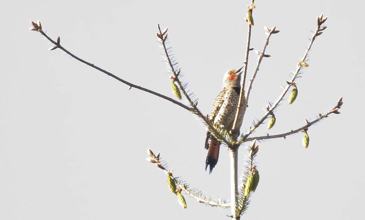 Northern Flicker (Red-shafted) - ML618696326