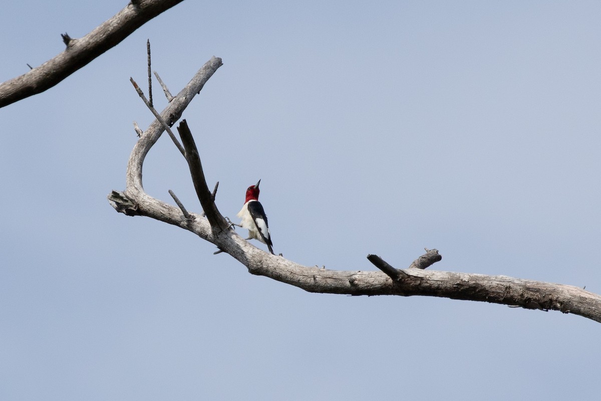 Red-headed Woodpecker - ML618696348