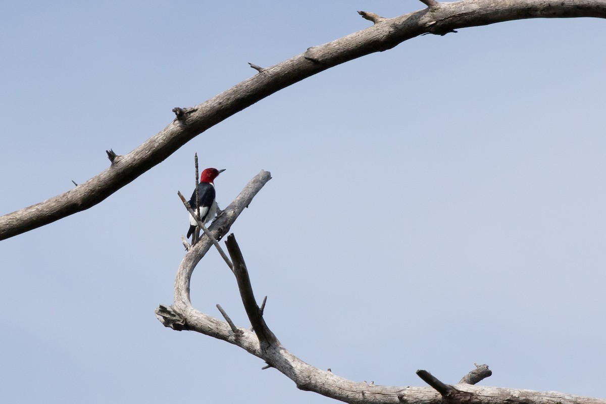 Red-headed Woodpecker - ML618696349