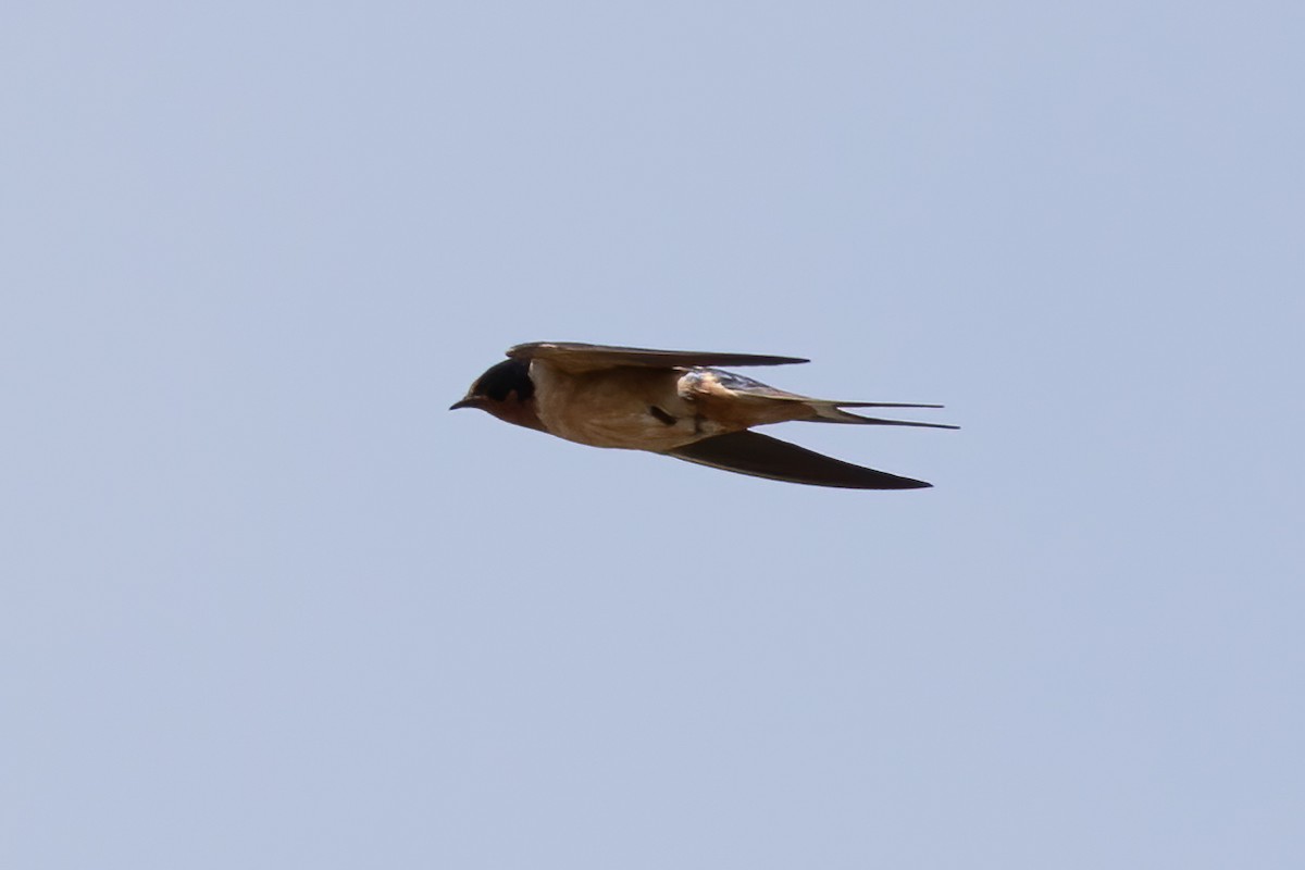Barn Swallow - ML618696361