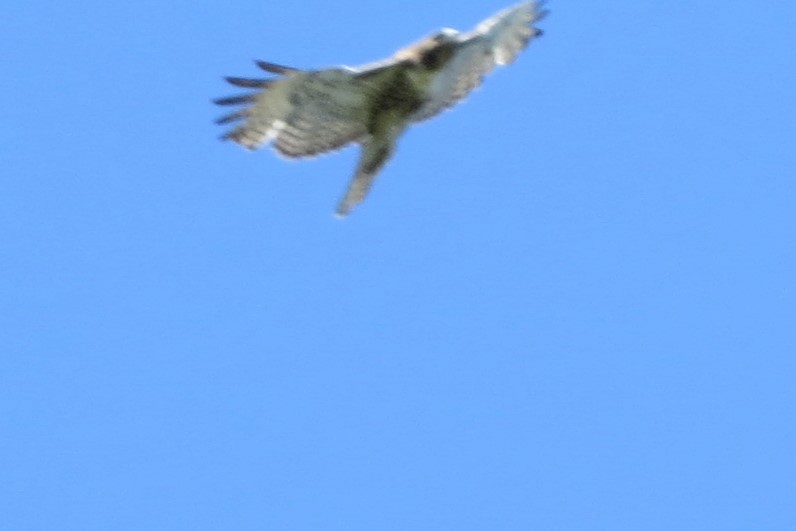 Red-tailed Hawk - ML618696379