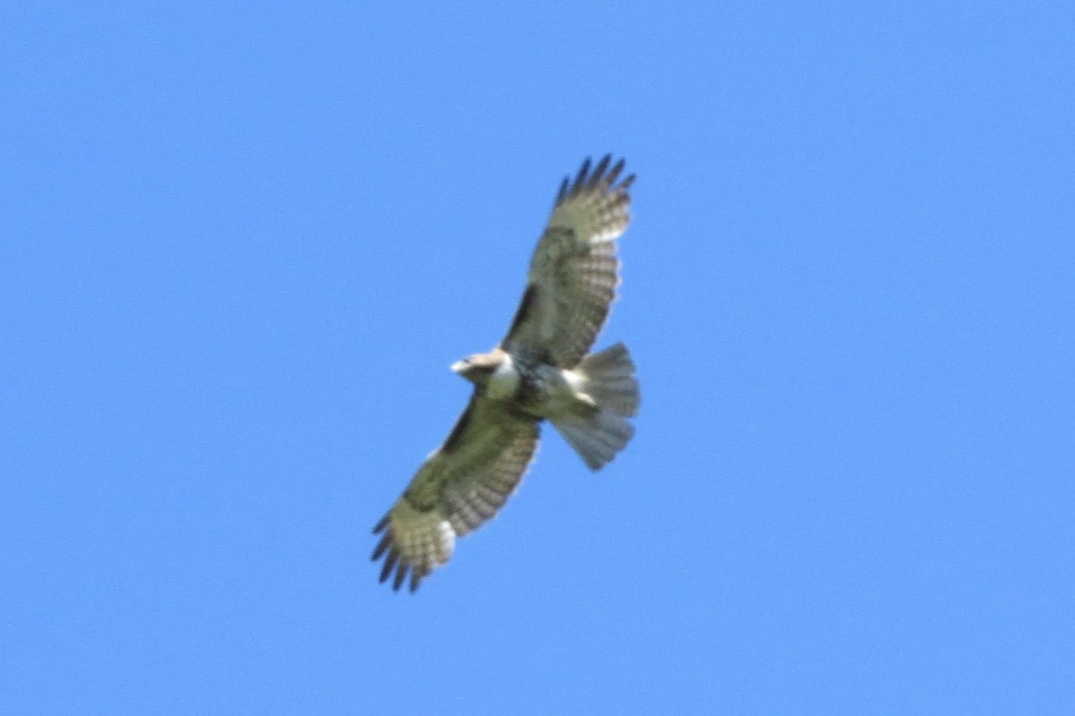 Red-tailed Hawk - ML618696381