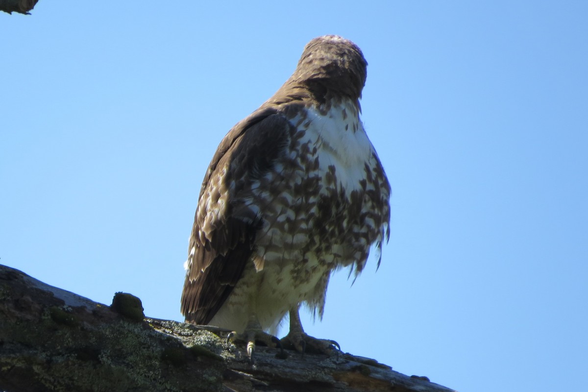 Red-tailed Hawk - ML618696383