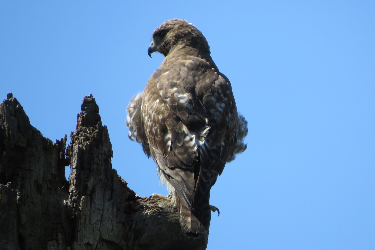 Red-tailed Hawk - ML618696384