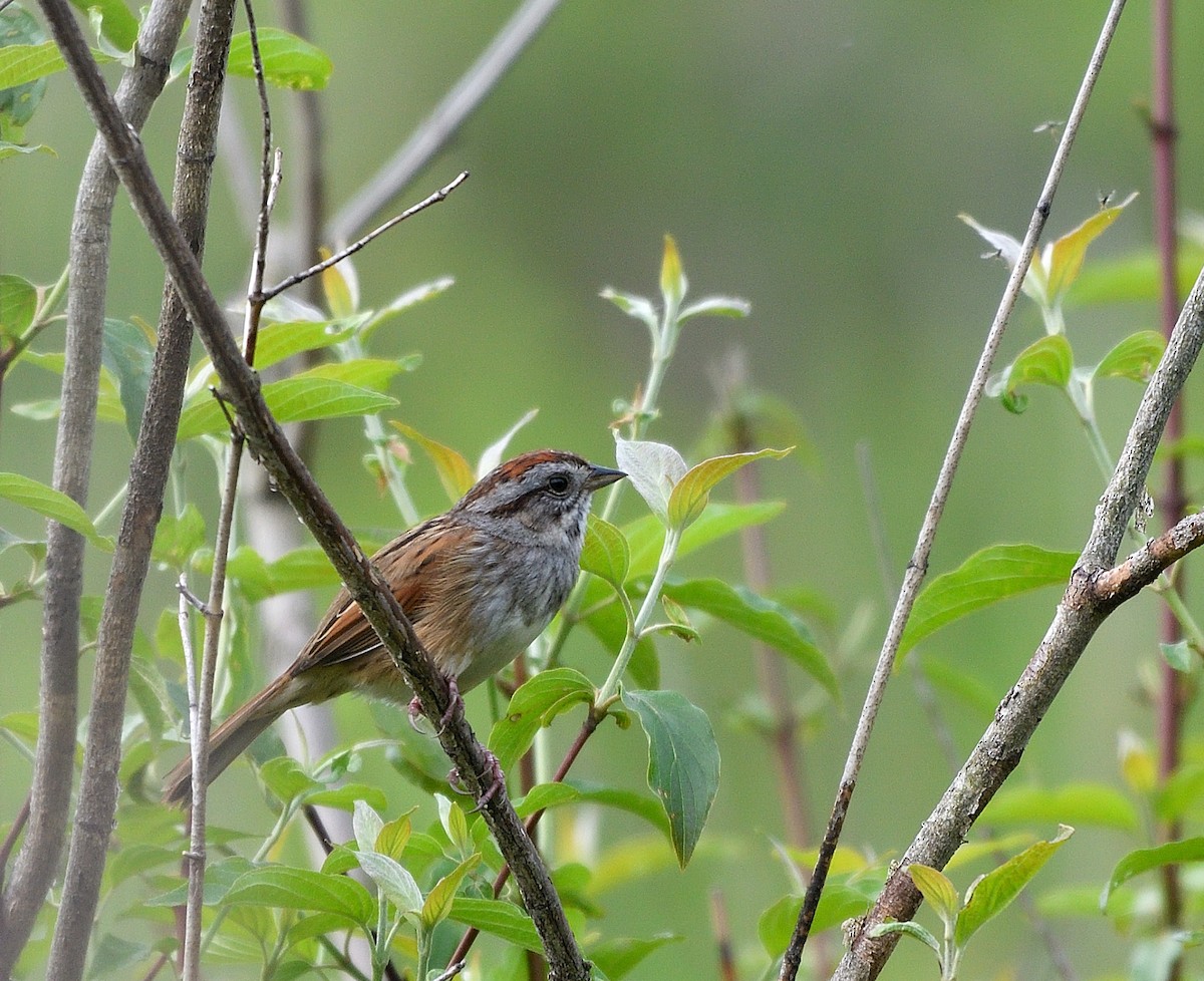 Swamp Sparrow - ML618696393