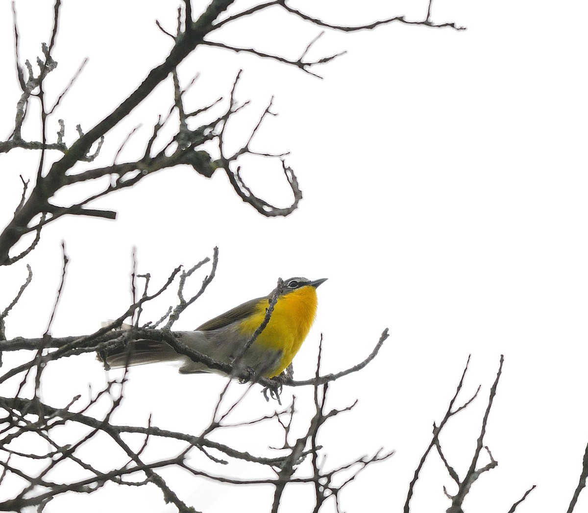 Yellow-breasted Chat - ML618696395