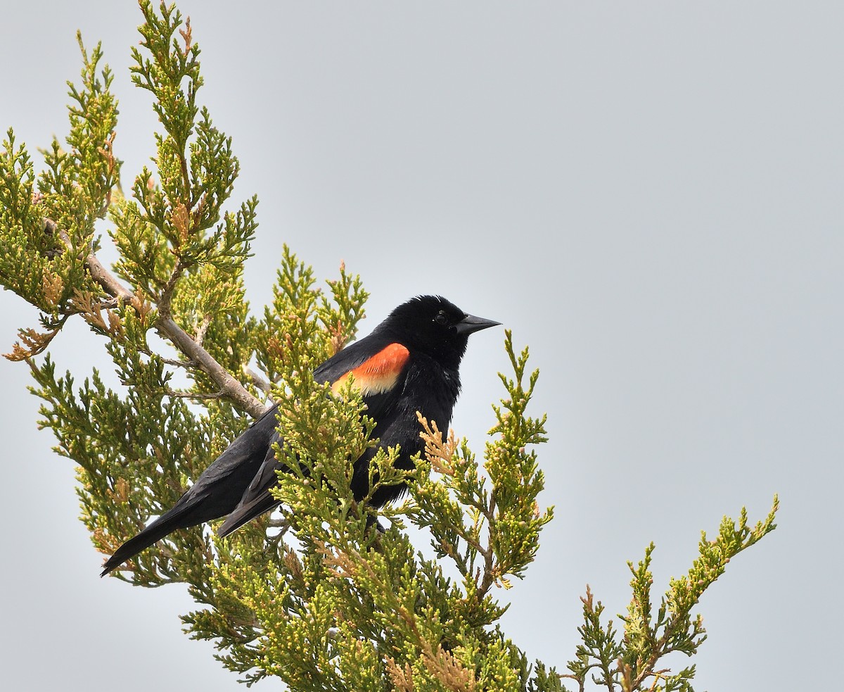 Red-winged Blackbird - ML618696401
