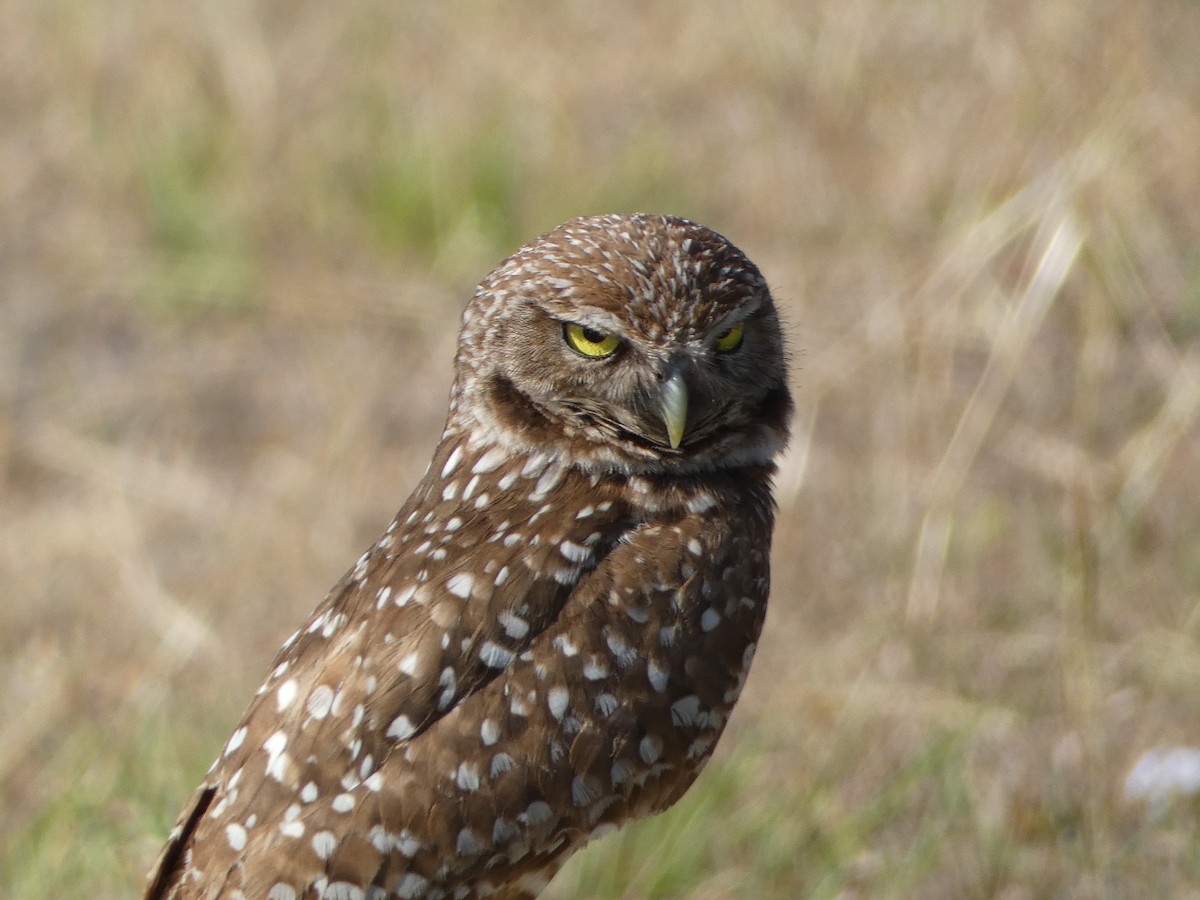 Burrowing Owl - ML618696446