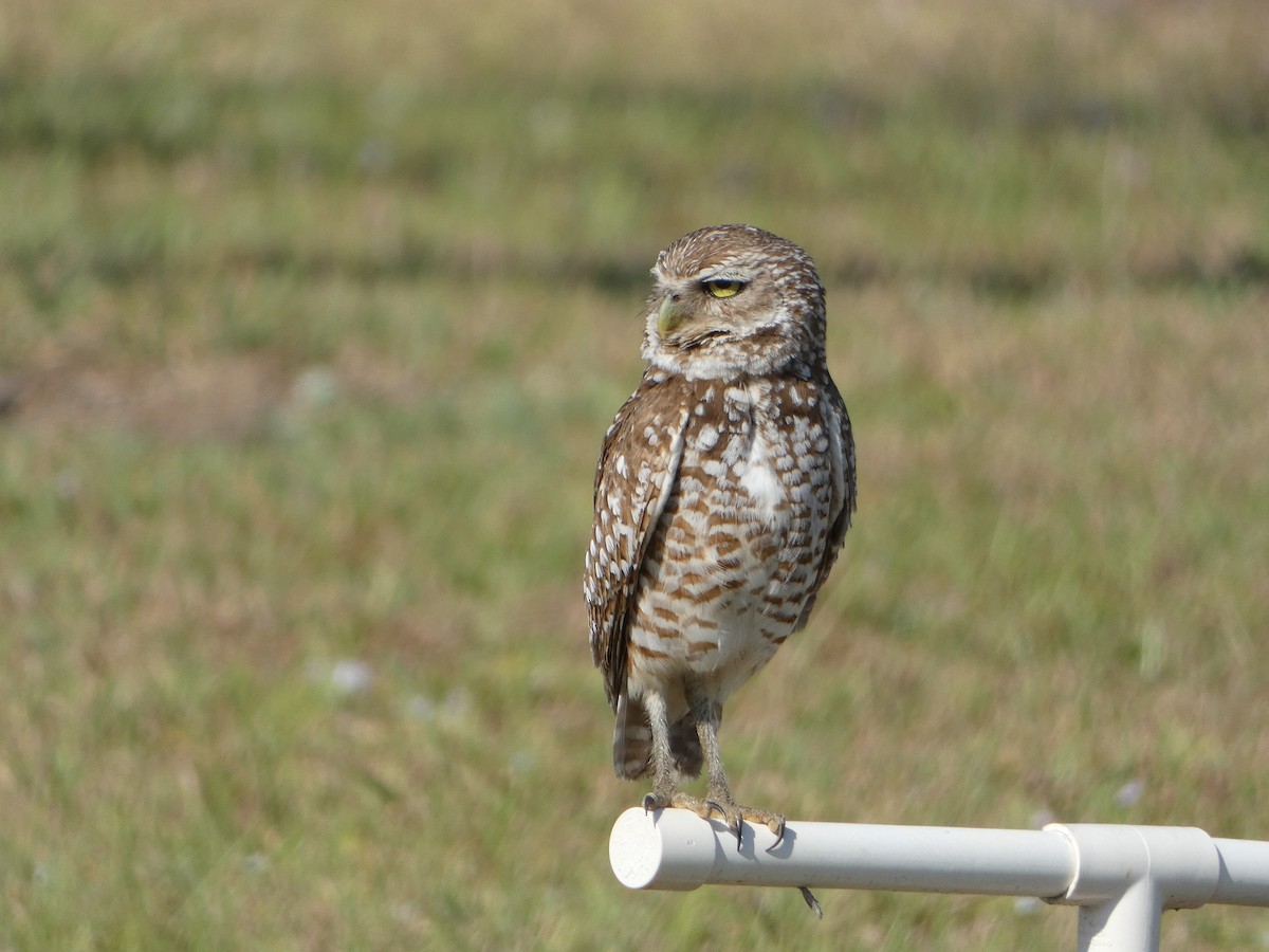 Burrowing Owl - ML618696447