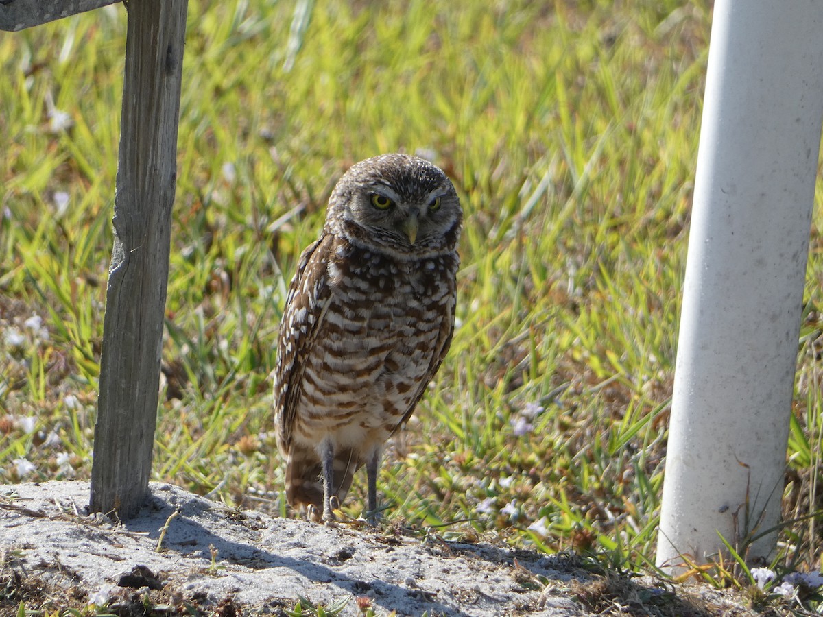 Burrowing Owl - ML618696449