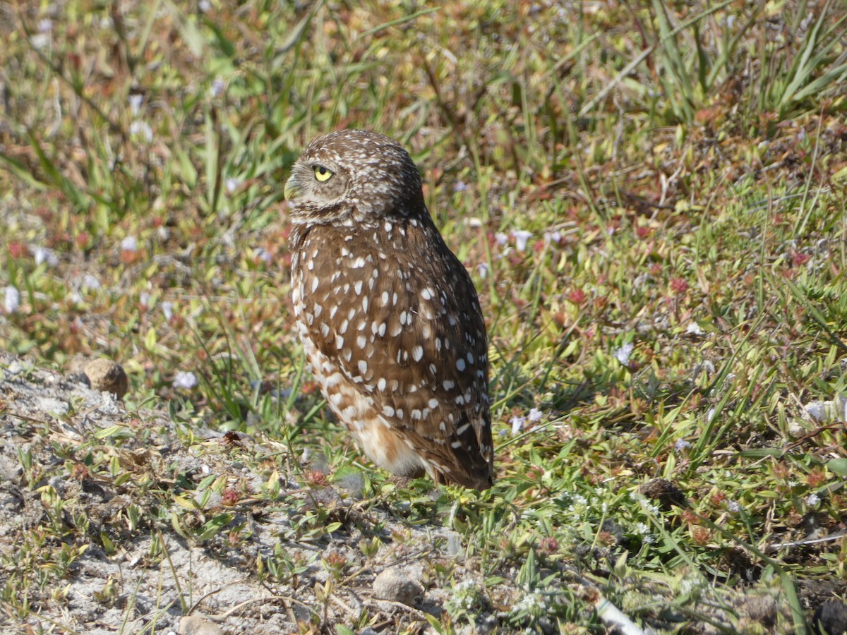 Burrowing Owl - ML618696450