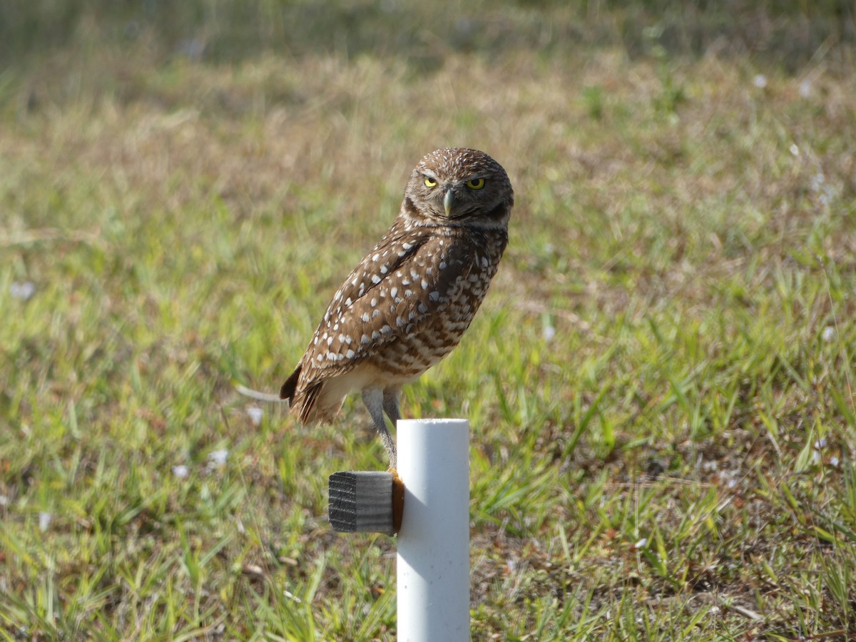 Burrowing Owl - ML618696451