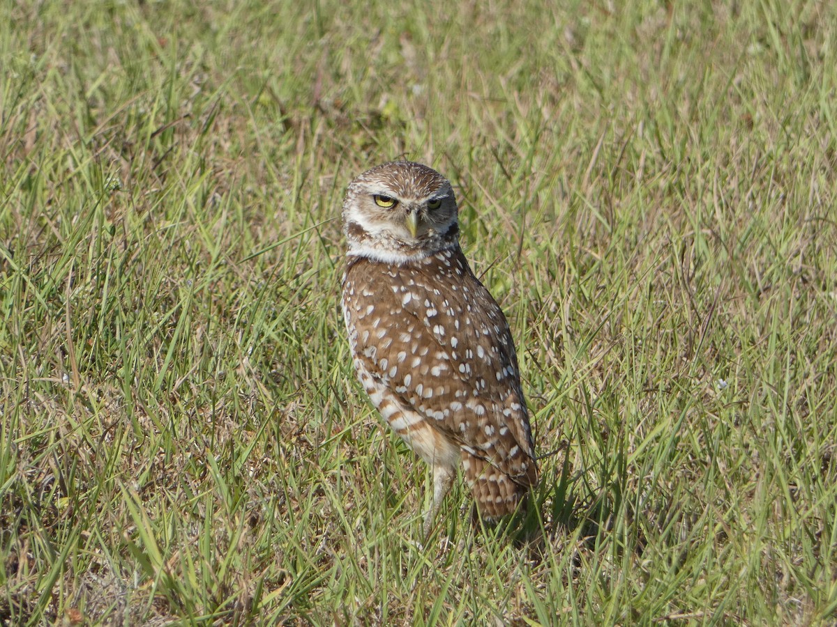 Burrowing Owl - ML618696453