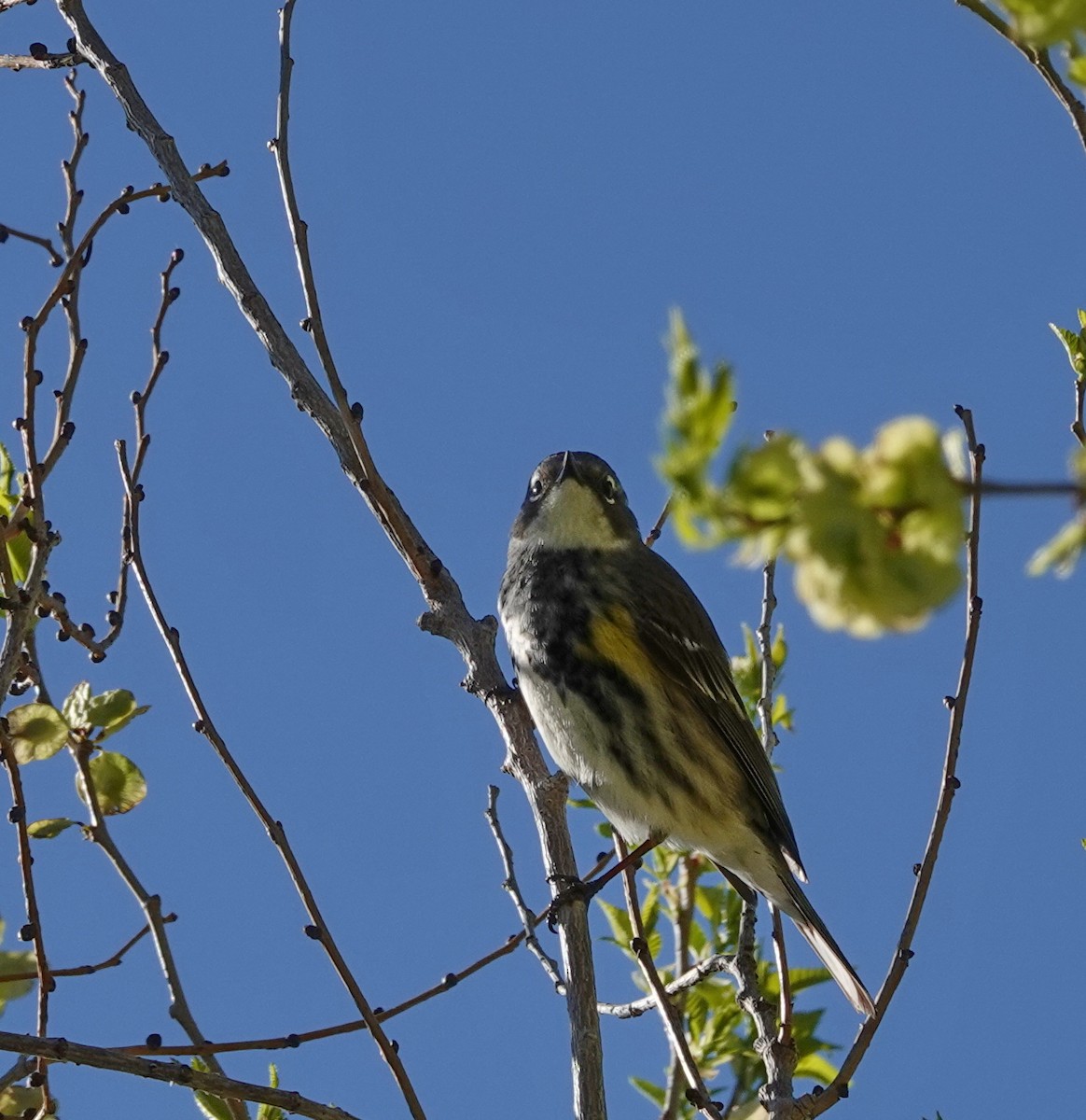 Yellow-rumped Warbler (Myrtle) - ML618696479