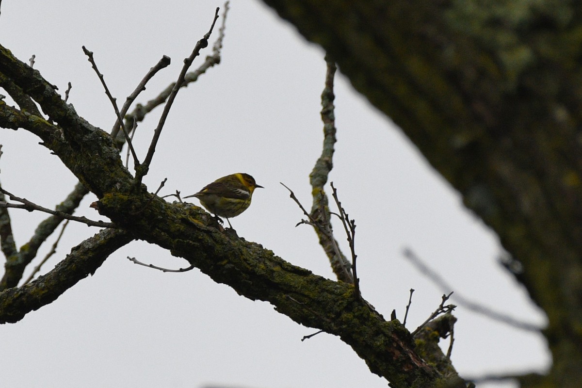 Cape May Warbler - ML618696490