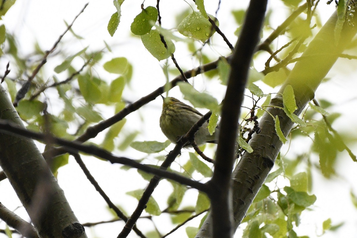 Cape May Warbler - ML618696491