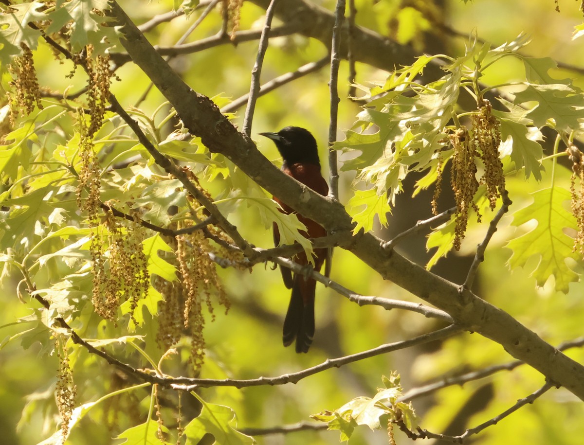 Orchard Oriole - ML618696496