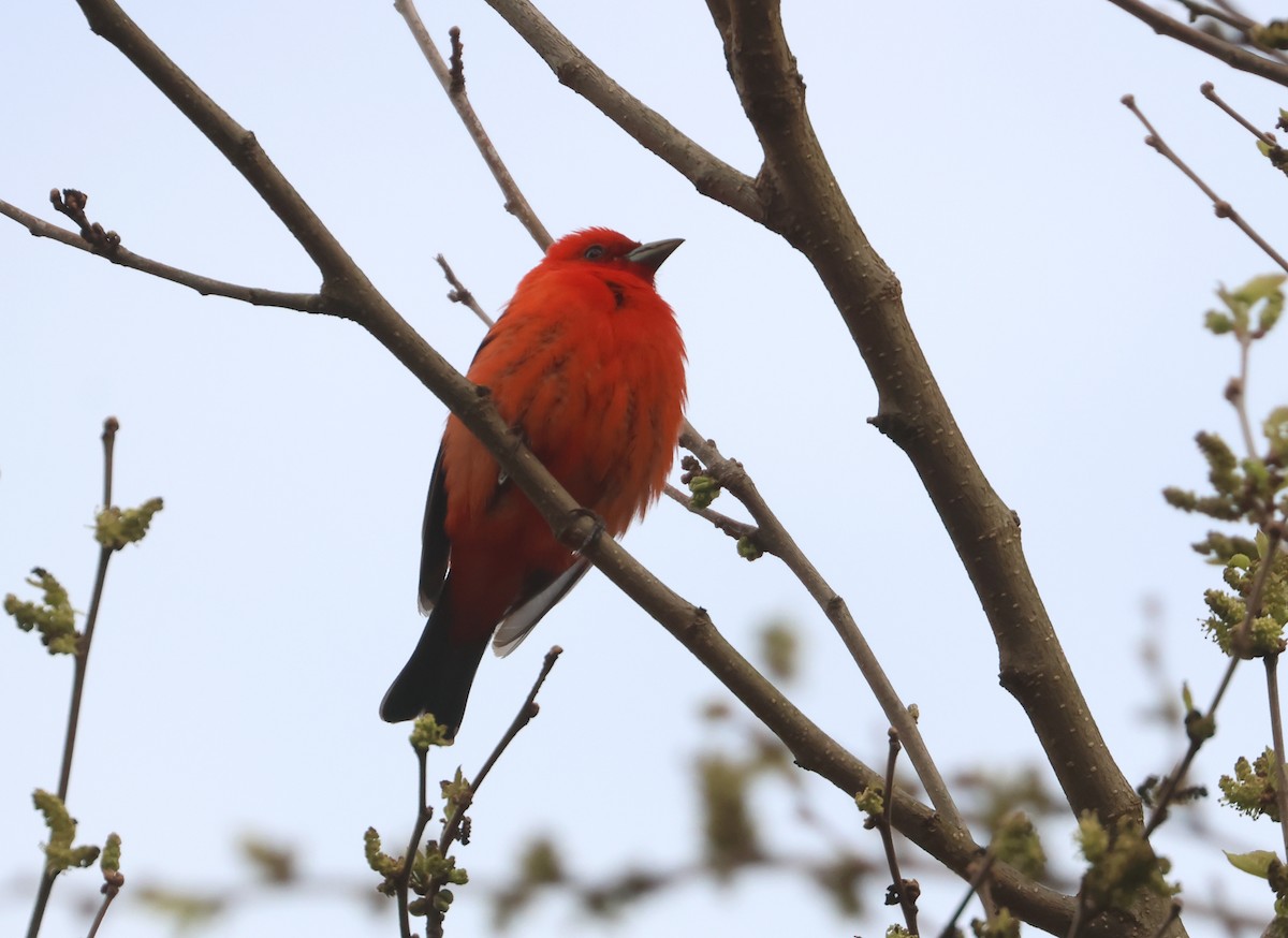 Scarlet Tanager - ML618696512