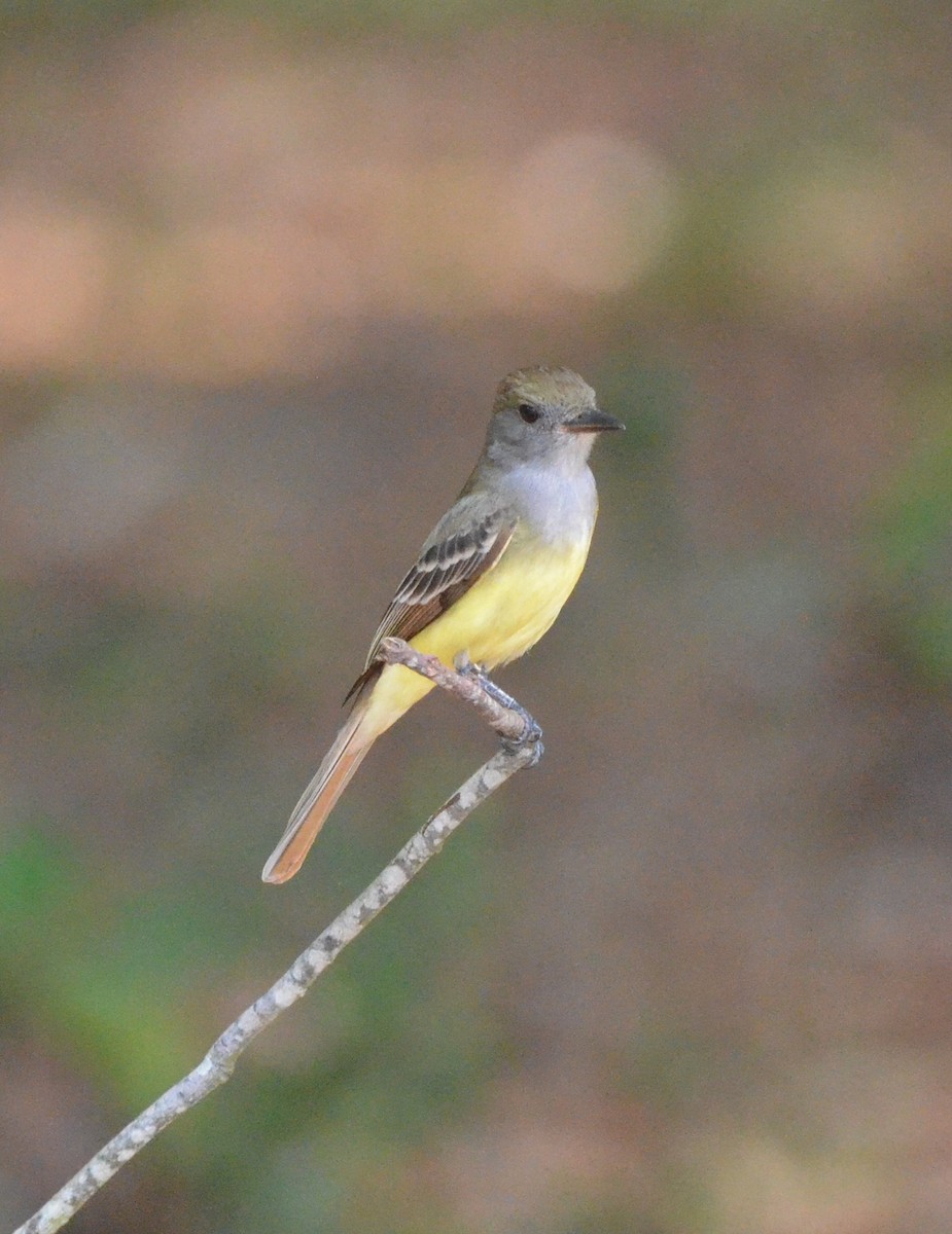 Great Crested Flycatcher - ML618696521
