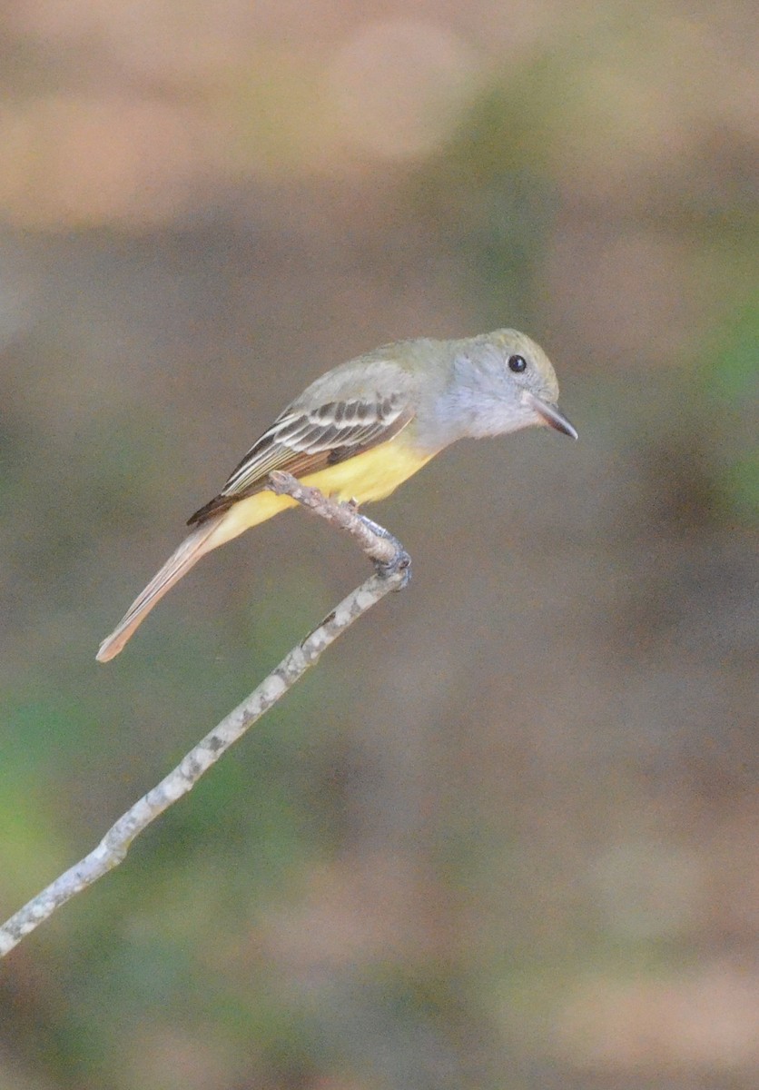 Great Crested Flycatcher - ML618696522