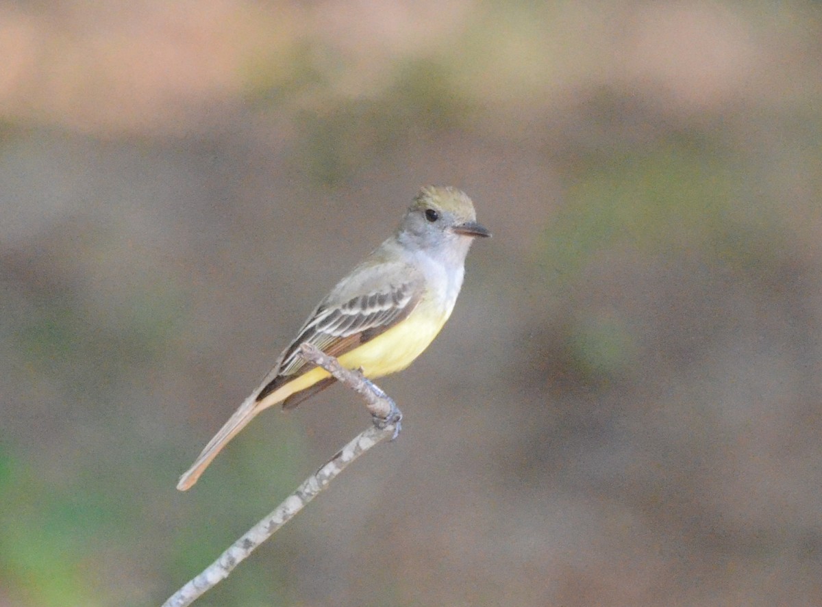 Great Crested Flycatcher - ML618696524