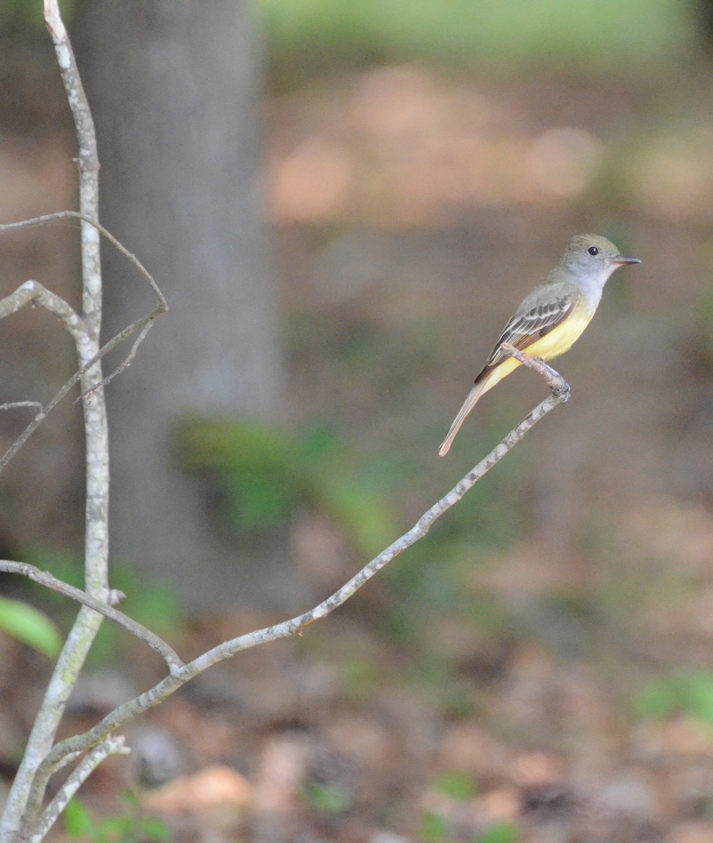 Great Crested Flycatcher - ML618696525