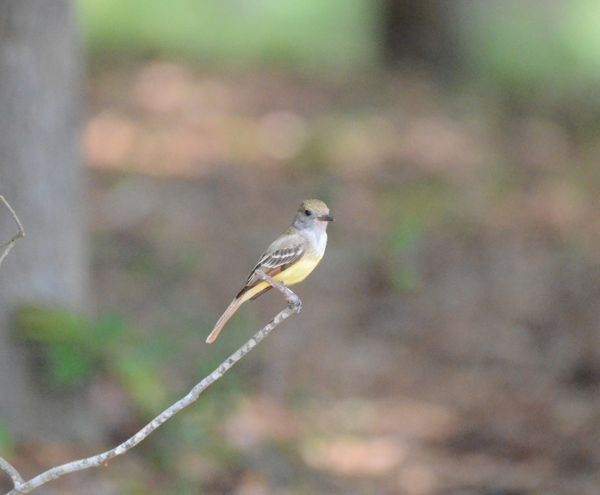 Great Crested Flycatcher - ML618696526