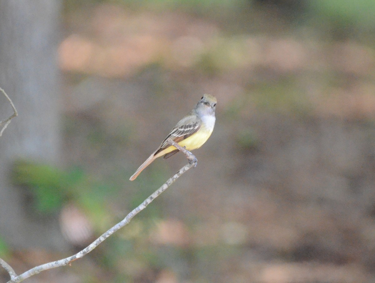 Great Crested Flycatcher - ML618696527