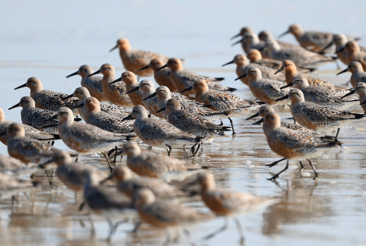 Red Knot - ML618696534