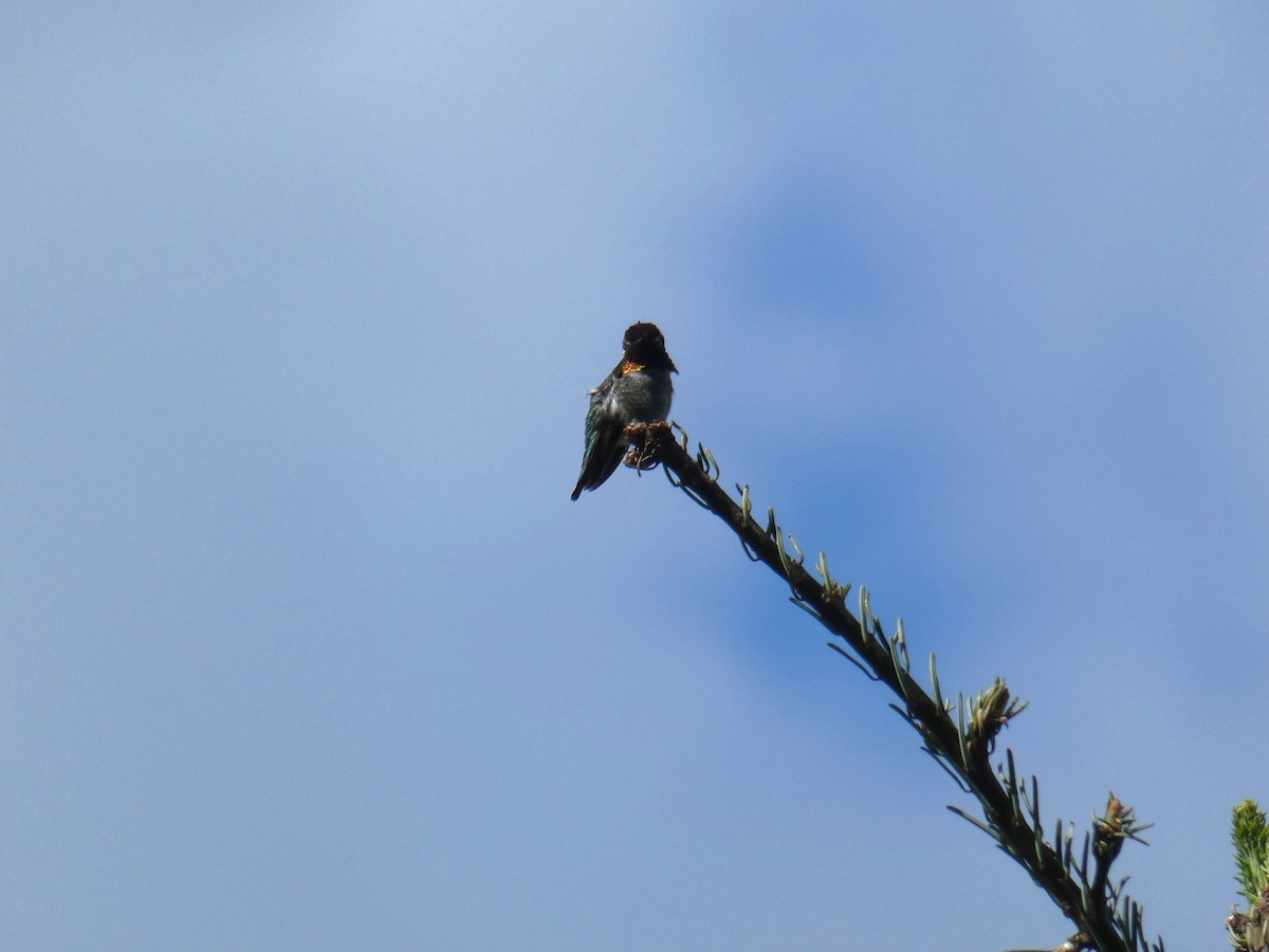 Anna's Hummingbird - ML618696538